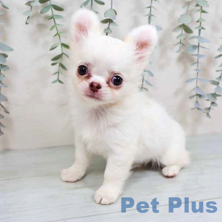 大阪府のチワワ(ロング) (ペットプラス 大阪ドームシティ店/2025年8月26日生まれ/女の子/クリームホワイト)の子犬