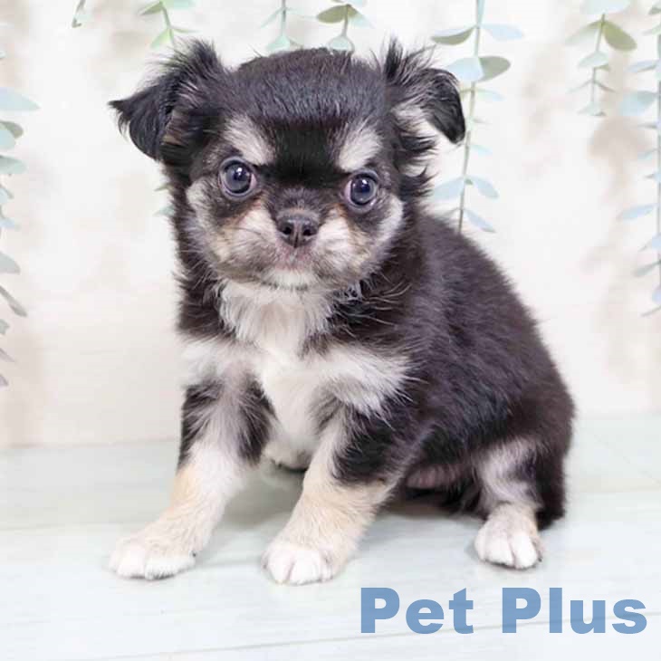 大阪府のチワワ(ロング) (ペットプラス ららぽーと和泉店/2025年8月26日生まれ/女の子/ブラックタン)の子犬