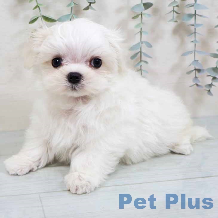 マルチーズの写真2