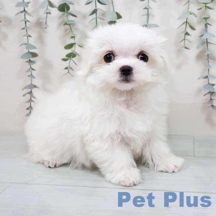 大阪府のマルチーズ (ペットプラス 四條畷店/2025年9月1日生まれ/男の子/ホワイト)の子犬
