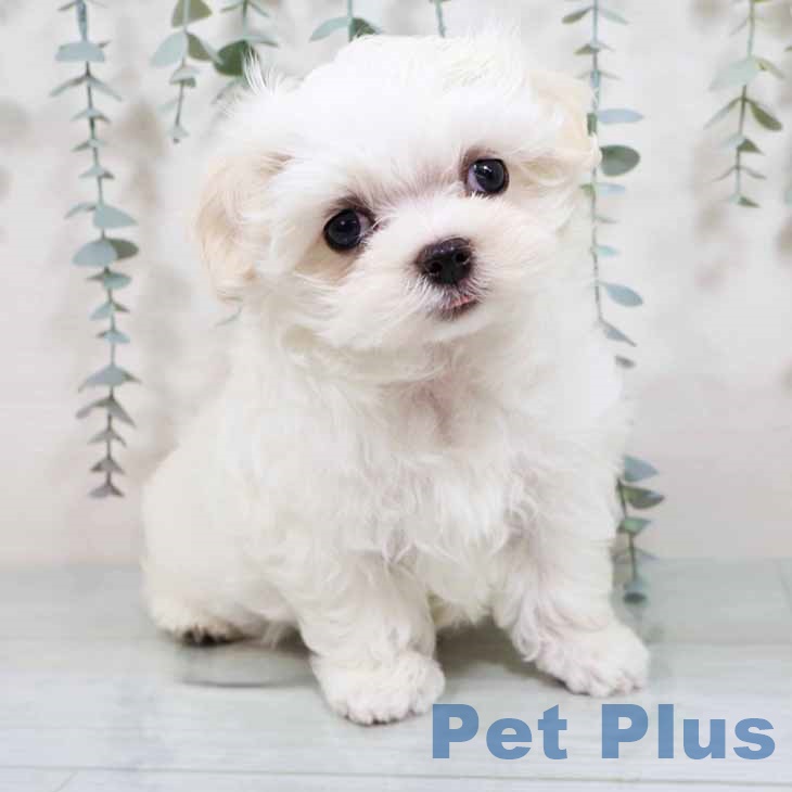 大阪府のマルチーズ (ペットプラス イオン大日店/2025年9月1日生まれ/男の子/ホワイト)の子犬の1枚目の画像