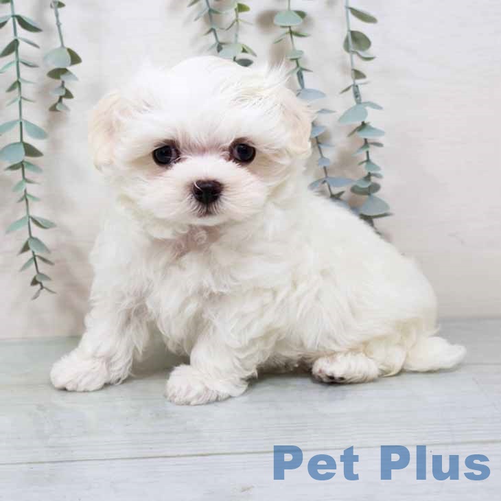 大阪府のマルチーズ (ペットプラス イオン大日店/2025年9月1日生まれ/男の子/ホワイト)の子犬の2枚目の画像