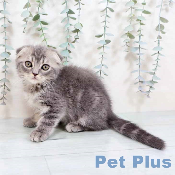 京都府のスコティッシュフォールド (ペットプラス イオンモールKYOTO店/2025年8月26日生まれ/男の子/ブルータビー)の子猫の1枚目の画像