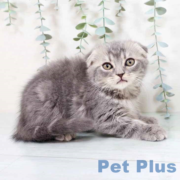 京都府のスコティッシュフォールド (ペットプラス イオンモールKYOTO店/2025年8月26日生まれ/男の子/ブルータビー)の子猫の2枚目の画像
