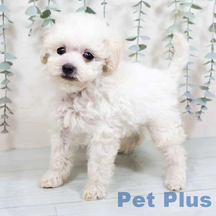 大阪府のトイプードル(トイ) (ペットプラス イオン大日店/2025年8月30日生まれ/男の子/ペールフォーン)の子犬
