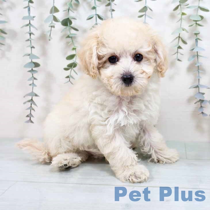 大阪府のトイプードル(トイ) (ペットプラス ららぽーと和泉店/2025年8月30日生まれ/男の子/ペールフォーン)の子犬