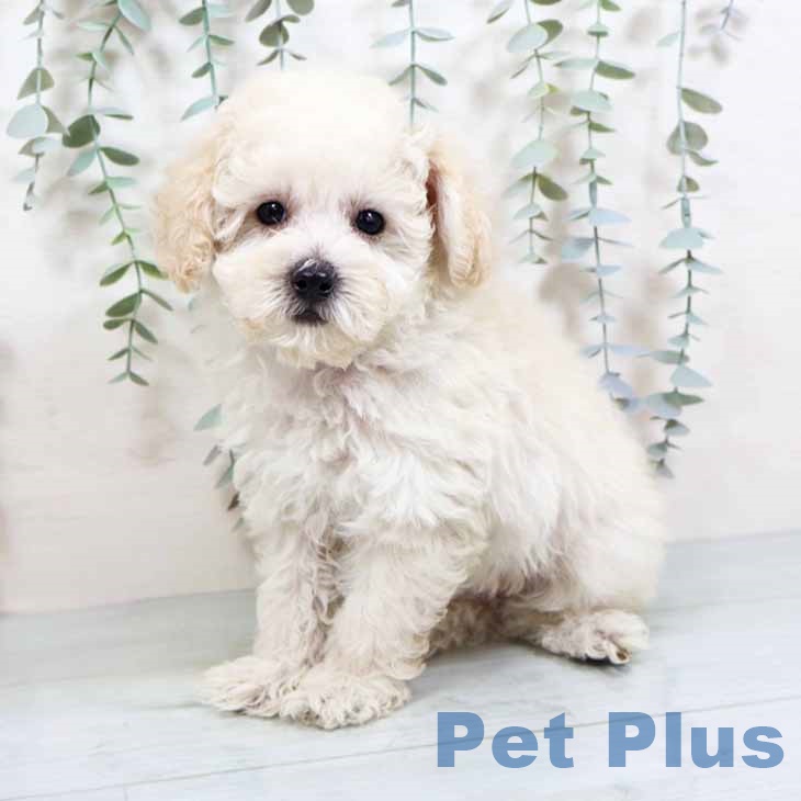 大阪府のトイプードル(トイ) (ペットプラス 四條畷店/2025年8月30日生まれ/男の子/ペールフォーン)の子犬