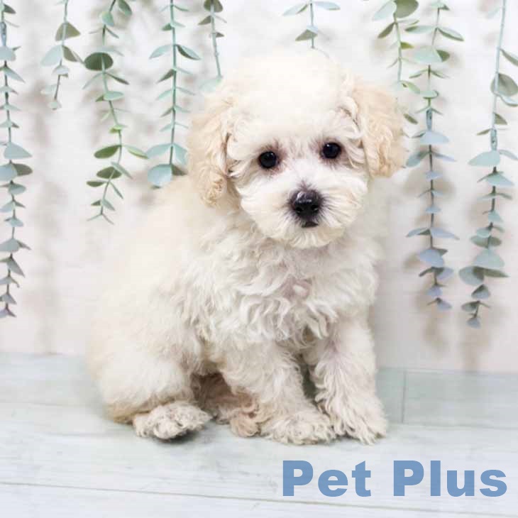 トイ・プードルの写真2