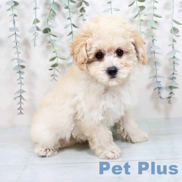 トイ・プードル