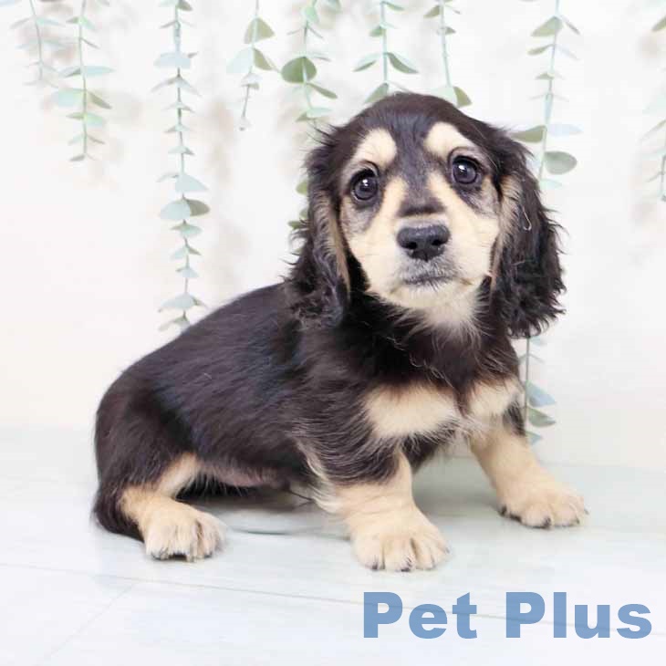 大阪府のミニチュアダックスフンド(ロング) (ペットプラス 四條畷店/2025年8月28日生まれ/男の子/ブラックイエロー)の子犬の1枚目の画像