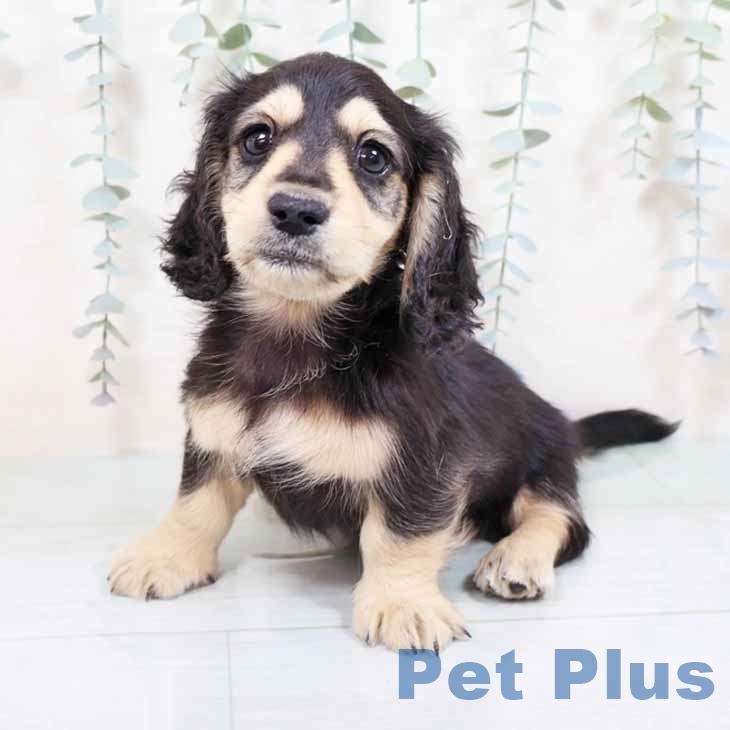 大阪府のミニチュアダックスフンド(ロング) (ペットプラス 四條畷店/2025年8月28日生まれ/男の子/ブラックイエロー)の子犬の2枚目の画像