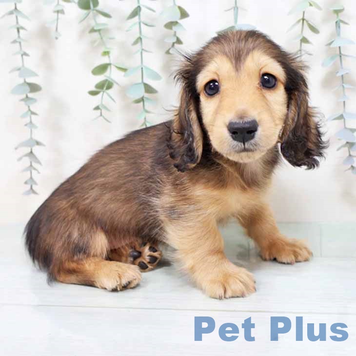 京都府のミニチュアダックスフンド(ロング) (ペットプラス 京都桂川店/2025年8月28日生まれ/男の子/レッド)の子犬の1枚目の画像