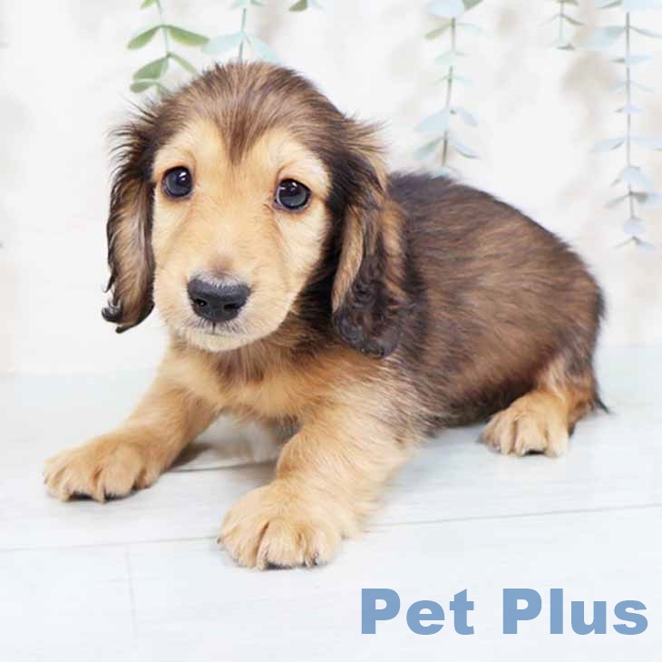 京都府のミニチュアダックスフンド(ロング) (ペットプラス 京都桂川店/2025年8月28日生まれ/男の子/レッド)の子犬の2枚目の画像