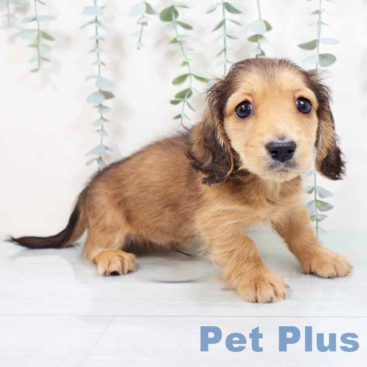 兵庫県のミニチュアダックスフンド(ロング) (ペットプラス 姫路大津店/2025年8月28日生まれ/男の子/レッド)の子犬の1枚目の画像