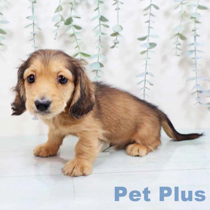 兵庫県のミニチュアダックスフンド(ロング) (ペットプラス 姫路大津店/2025年8月28日生まれ/男の子/レッド)の子犬の2枚目の画像