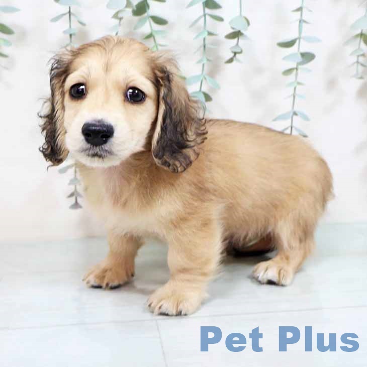 愛知県のミニチュアダックスフンド(ロング) (ペットプラス 名古屋茶屋店/2025年8月28日生まれ/男の子/シェーデットイエロー)の子犬の1枚目の画像