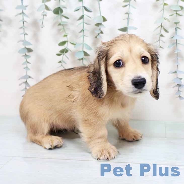 愛知県のミニチュアダックスフンド(ロング) (ペットプラス 名古屋茶屋店/2025年8月28日生まれ/男の子/シェーデットイエロー)の子犬の2枚目の画像