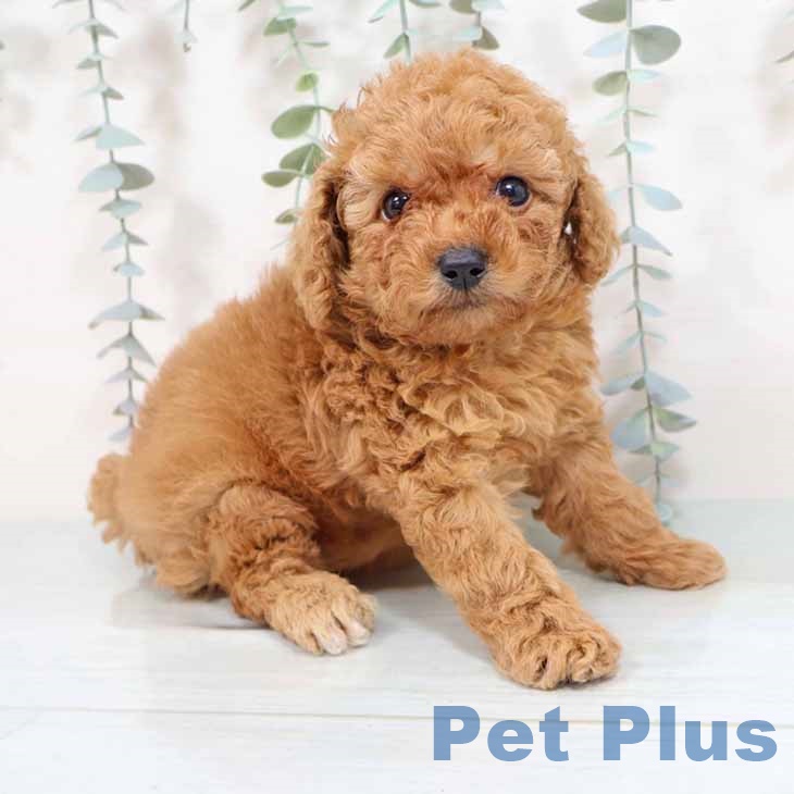 愛知県のトイプードル(トイ) (ペットプラス イオンモール豊川店/2025年9月1日生まれ/女の子/アプリコット)の子犬の1枚目の画像