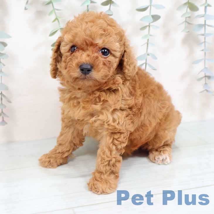 愛知県のトイプードル(トイ) (ペットプラス イオンモール豊川店/2025年9月1日生まれ/女の子/アプリコット)の子犬の2枚目の画像