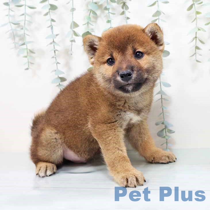 大阪府の柴犬(標準サイズ) (ペットプラス イオン大日店/2025年9月1日生まれ/男の子/赤)の子犬の1枚目の画像