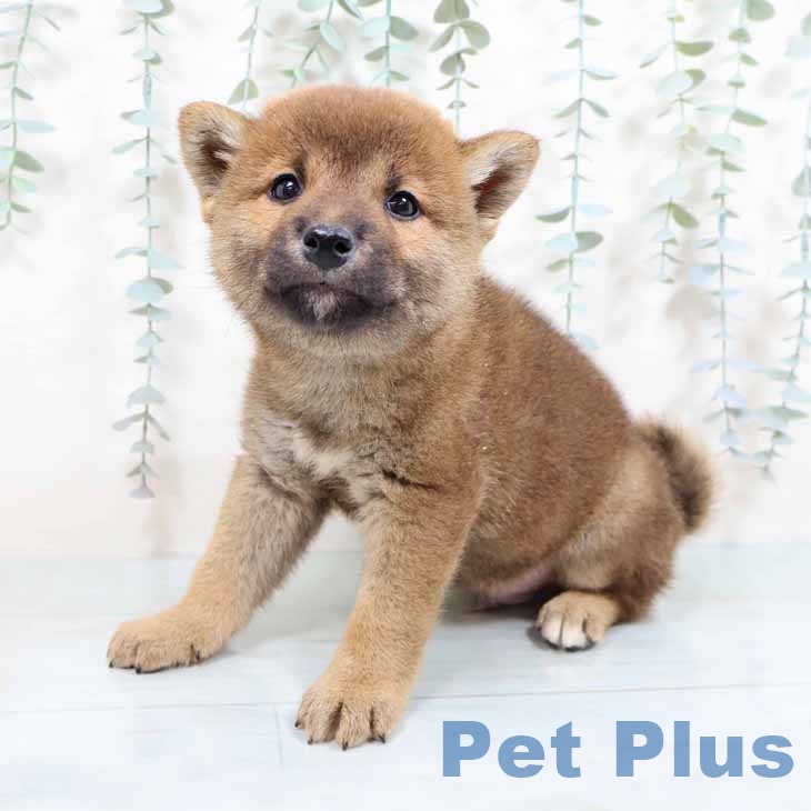 大阪府の柴犬(標準サイズ) (ペットプラス イオン大日店/2025年9月1日生まれ/男の子/赤)の子犬の2枚目の画像