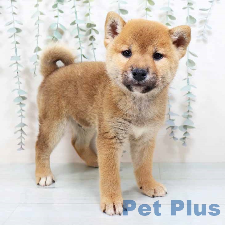 大阪府の柴犬(標準サイズ) (ペットプラス りんくう泉南店/2025年9月1日生まれ/男の子/赤)の子犬の1枚目の画像