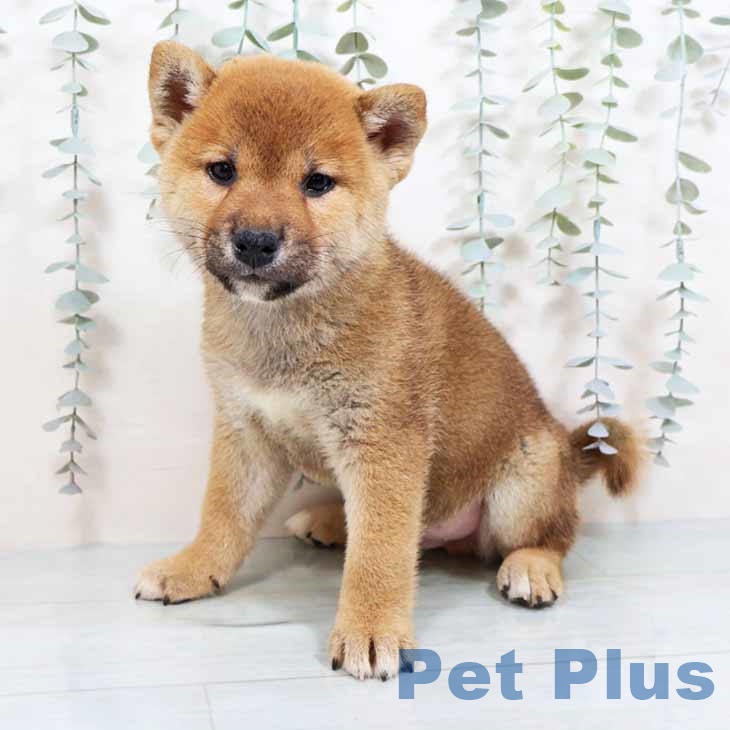 大阪府の柴犬(標準サイズ) (ペットプラス りんくう泉南店/2025年9月1日生まれ/男の子/赤)の子犬の2枚目の画像