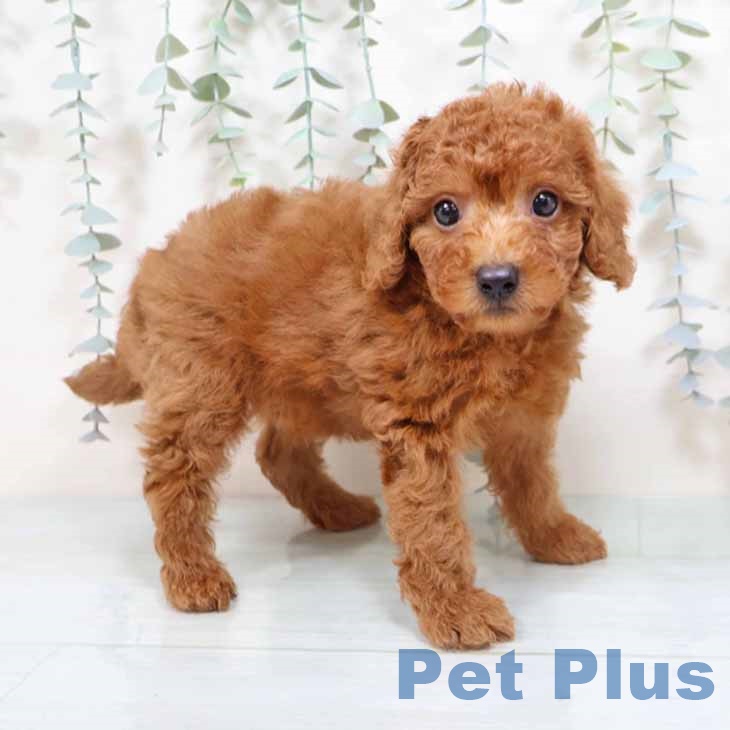 大阪府のトイプードル(トイ) (ペットプラス 大阪ドームシティ店/2025年9月1日生まれ/男の子/レッドフォーン)の子犬の1枚目の画像