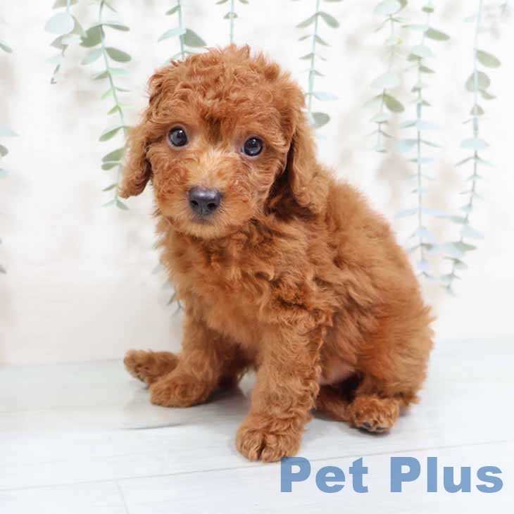 大阪府のトイプードル(トイ) (ペットプラス 大阪ドームシティ店/2025年9月1日生まれ/男の子/レッドフォーン)の子犬の2枚目の画像