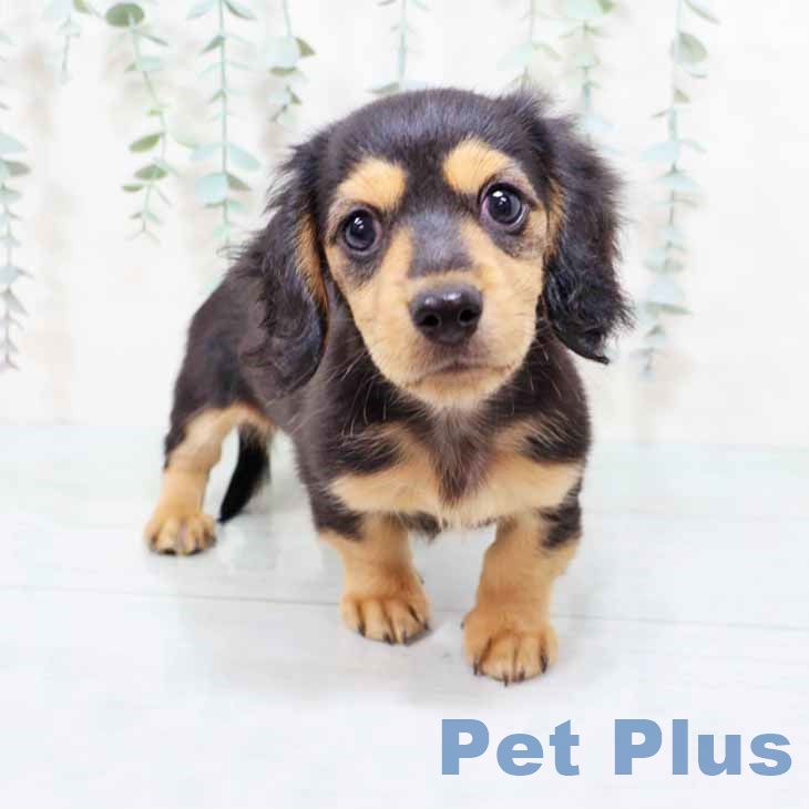 京都府のカニンヘンダックスフンド(ロング) (ペットプラス 京都桂川店/2025年9月1日生まれ/男の子/ブラックタン)の子犬の1枚目の画像