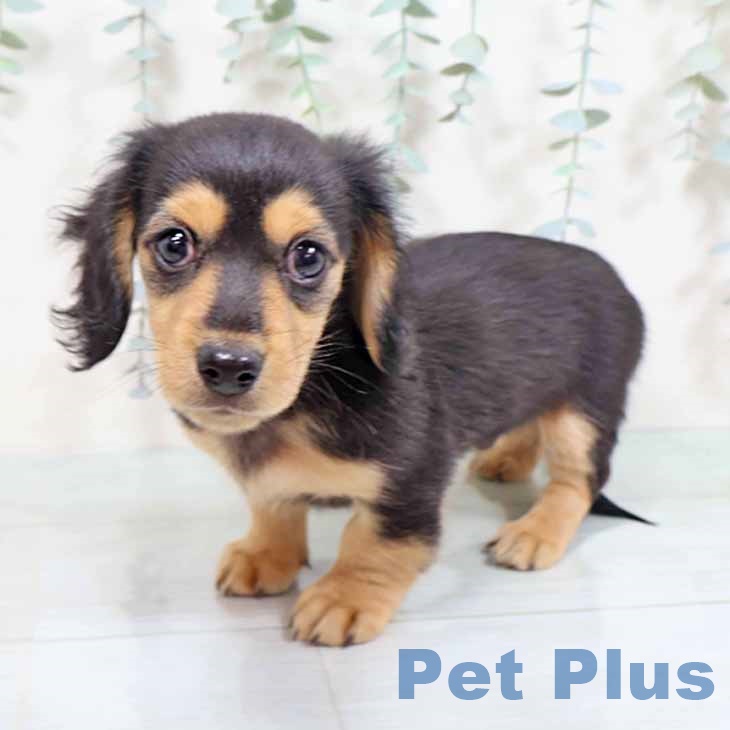 京都府のカニンヘンダックスフンド(ロング) (ペットプラス 京都桂川店/2025年9月1日生まれ/男の子/ブラックタン)の子犬の2枚目の画像