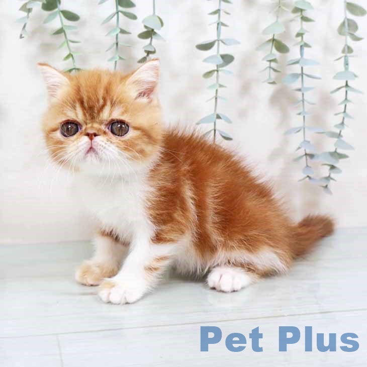 エキゾチック・ショートヘア