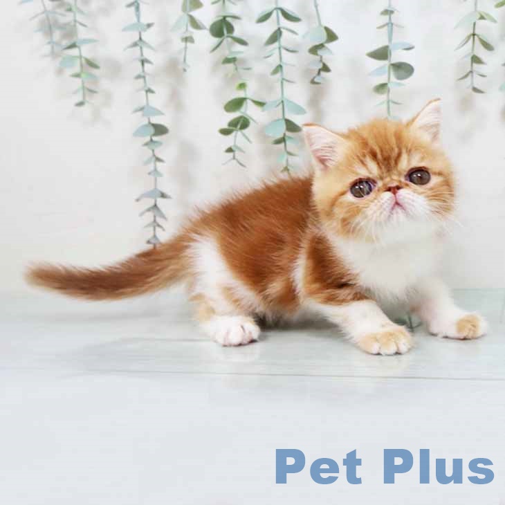 エキゾチック・ショートヘア