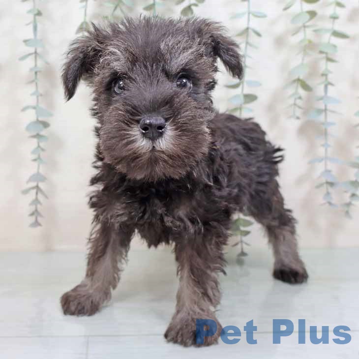 新潟県のミニチュアシュナウザー (ペットプラス 新潟青山店/2025年9月3日生まれ/男の子/ソルトペッパー)の子犬