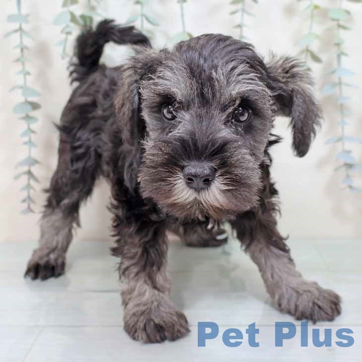 ミニチュア・シュナウザー