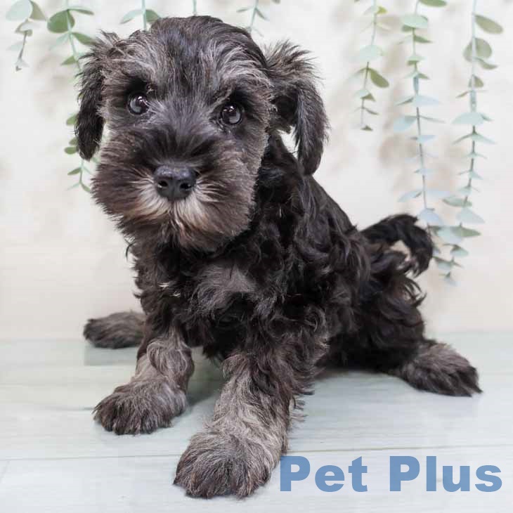 ミニチュア・シュナウザーの写真2