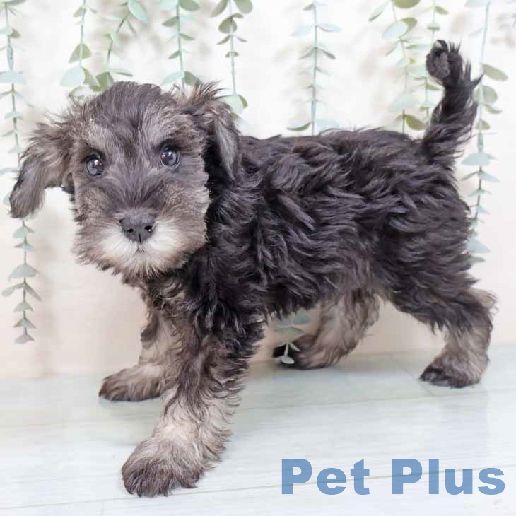 ミニチュア・シュナウザー