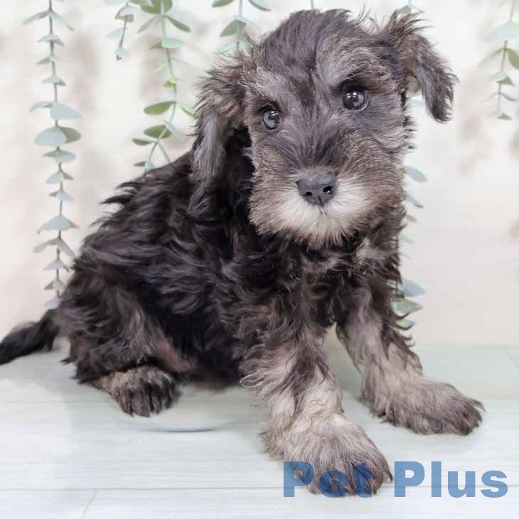 ミニチュア・シュナウザーの写真2