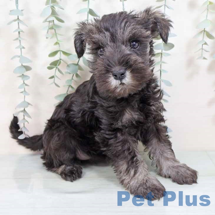 大阪府のミニチュアシュナウザー (ペットプラス りんくう泉南店/2025年9月3日生まれ/女の子/ソルトペッパー)の子犬の1枚目の画像