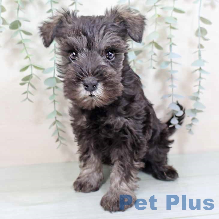 大阪府のミニチュアシュナウザー (ペットプラス りんくう泉南店/2025年9月3日生まれ/女の子/ソルトペッパー)の子犬の2枚目の画像