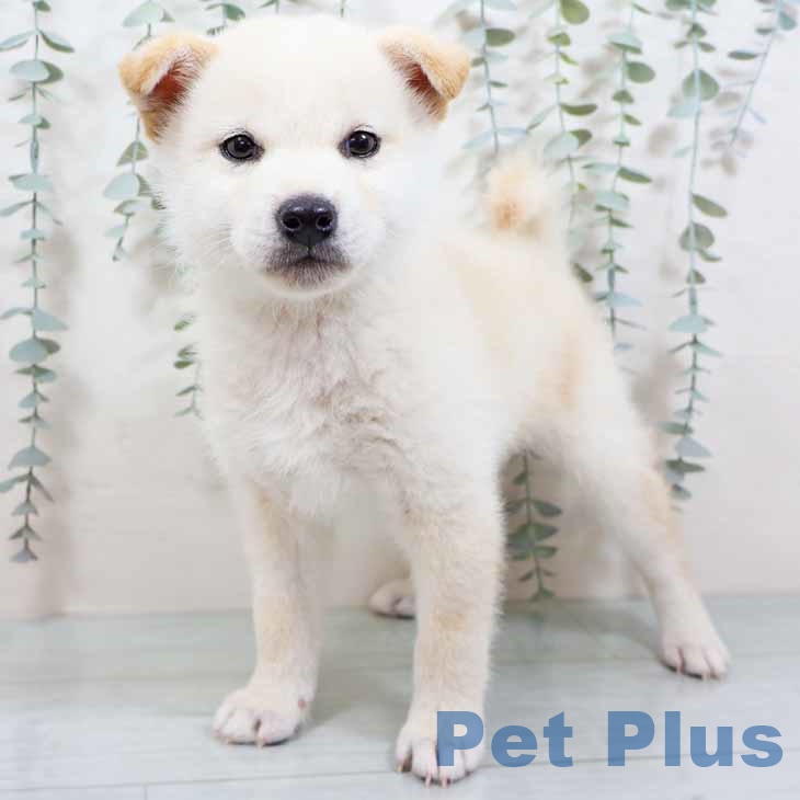 京都府の柴犬(標準サイズ) (ペットプラス 京都桂川店/2025年9月2日生まれ/女の子/白)の子犬の1枚目の画像