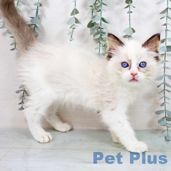 ラグドールの写真2