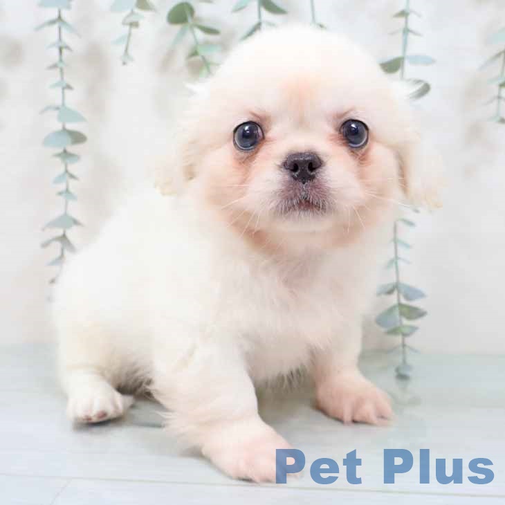 京都府のペキニーズ (ペットプラス 京都桂川店/2025年9月3日生まれ/男の子/ホワイト)の子犬の1枚目の画像