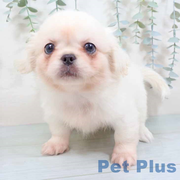 京都府のペキニーズ (ペットプラス 京都桂川店/2025年9月3日生まれ/男の子/ホワイト)の子犬の2枚目の画像