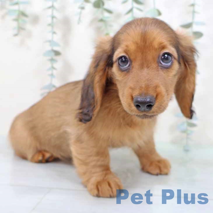 新潟県のミニチュアダックスフンド(ロング) (ペットプラス 新潟青山店/2025年9月2日生まれ/男の子/レッド)の子犬