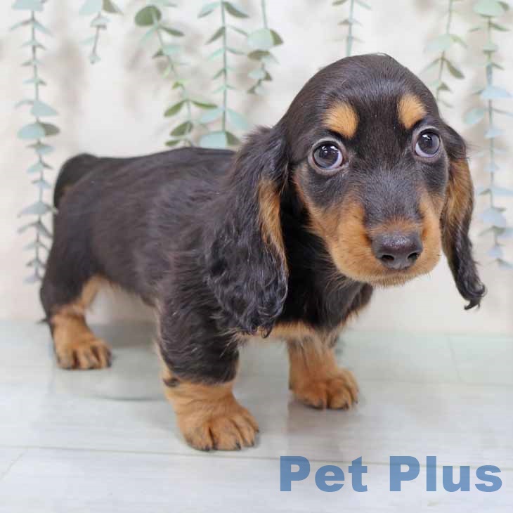 大阪府のミニチュアダックスフンド(ロング) (ペットプラス 鶴見店/2025年9月2日生まれ/男の子/ブラックタン)の子犬の1枚目の画像