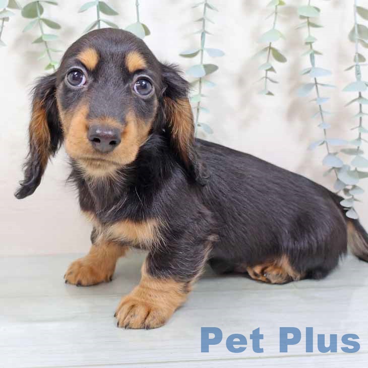 大阪府のミニチュアダックスフンド(ロング) (ペットプラス 鶴見店/2025年9月2日生まれ/男の子/ブラックタン)の子犬の2枚目の画像