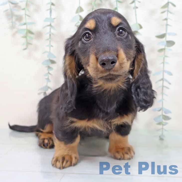 ミニチュア・ダックスフンド