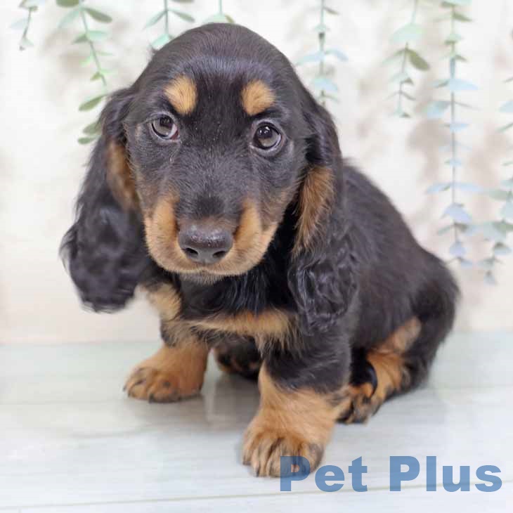 ミニチュア・ダックスフンド