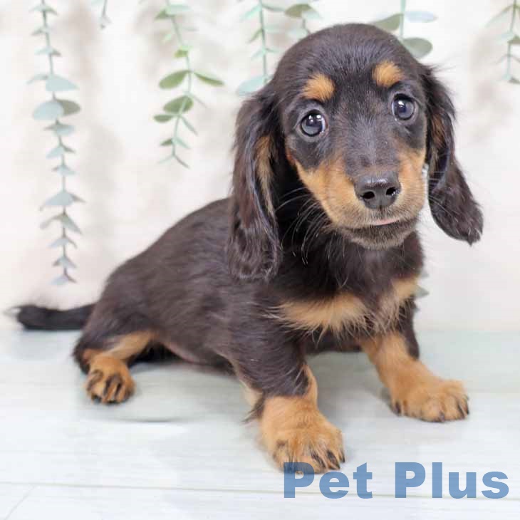 ミニチュア・ダックスフンド